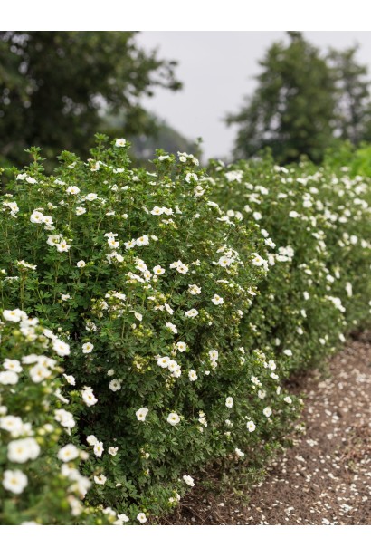 ПерстачЛапчатка кустовая Крем Брюле невысокая цветущая живая изгородь кущовий Крем Брюле невисокий квітучий живопліт
